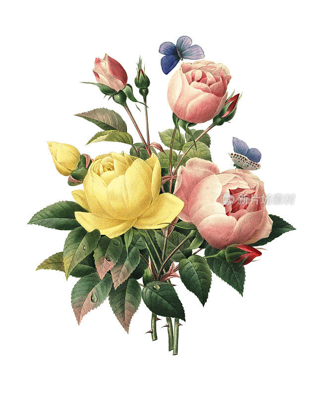Rosa Lutea 和 Rosa indica | Redoute 花卉插图